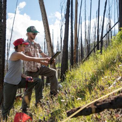 Two students conduct research in a wildlife ecology lab focused on forest fires.