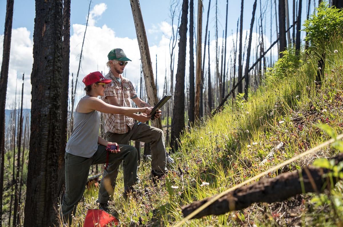 Two students conduct research in a wildlife ecology lab focused on forest fires.