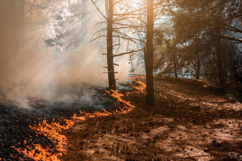 forest recovery, forest with partial flames