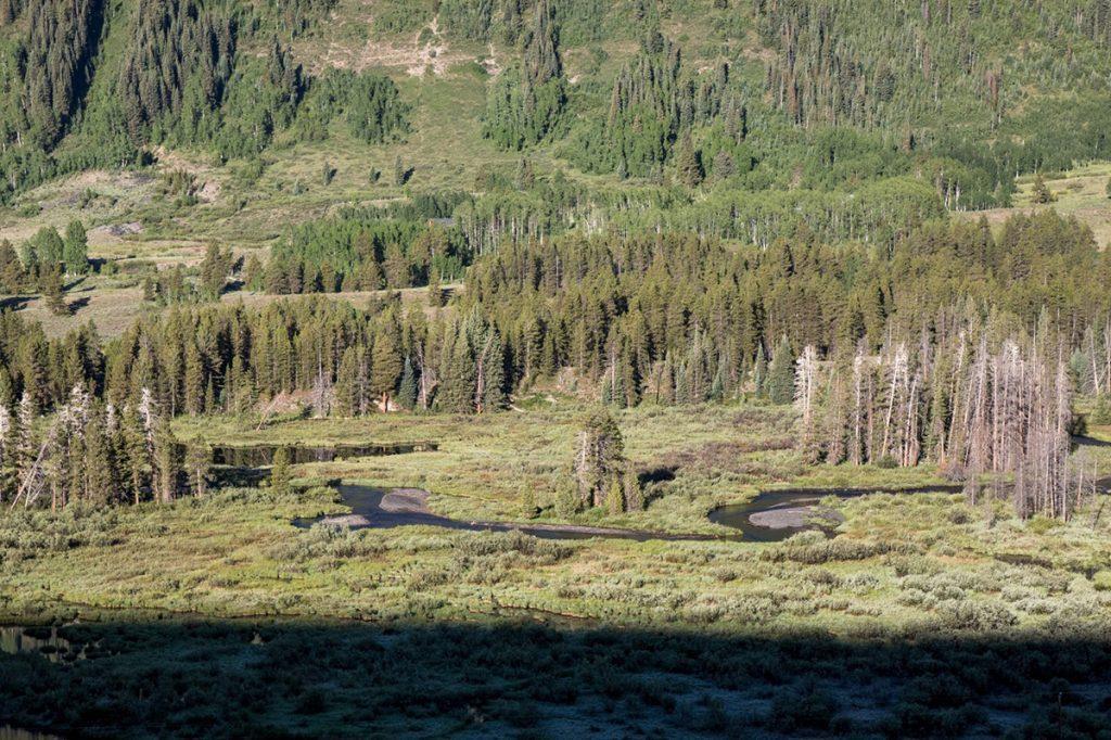 blue heron study location