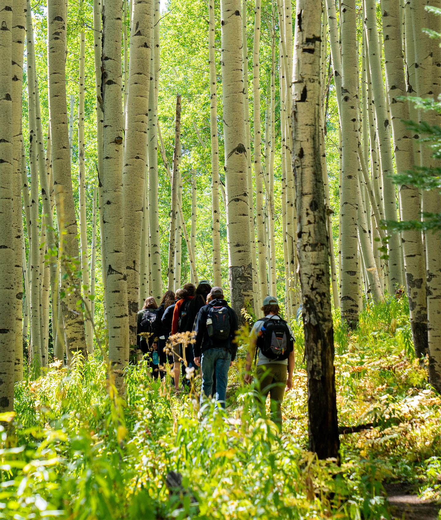 Students walking through a green aspen forest