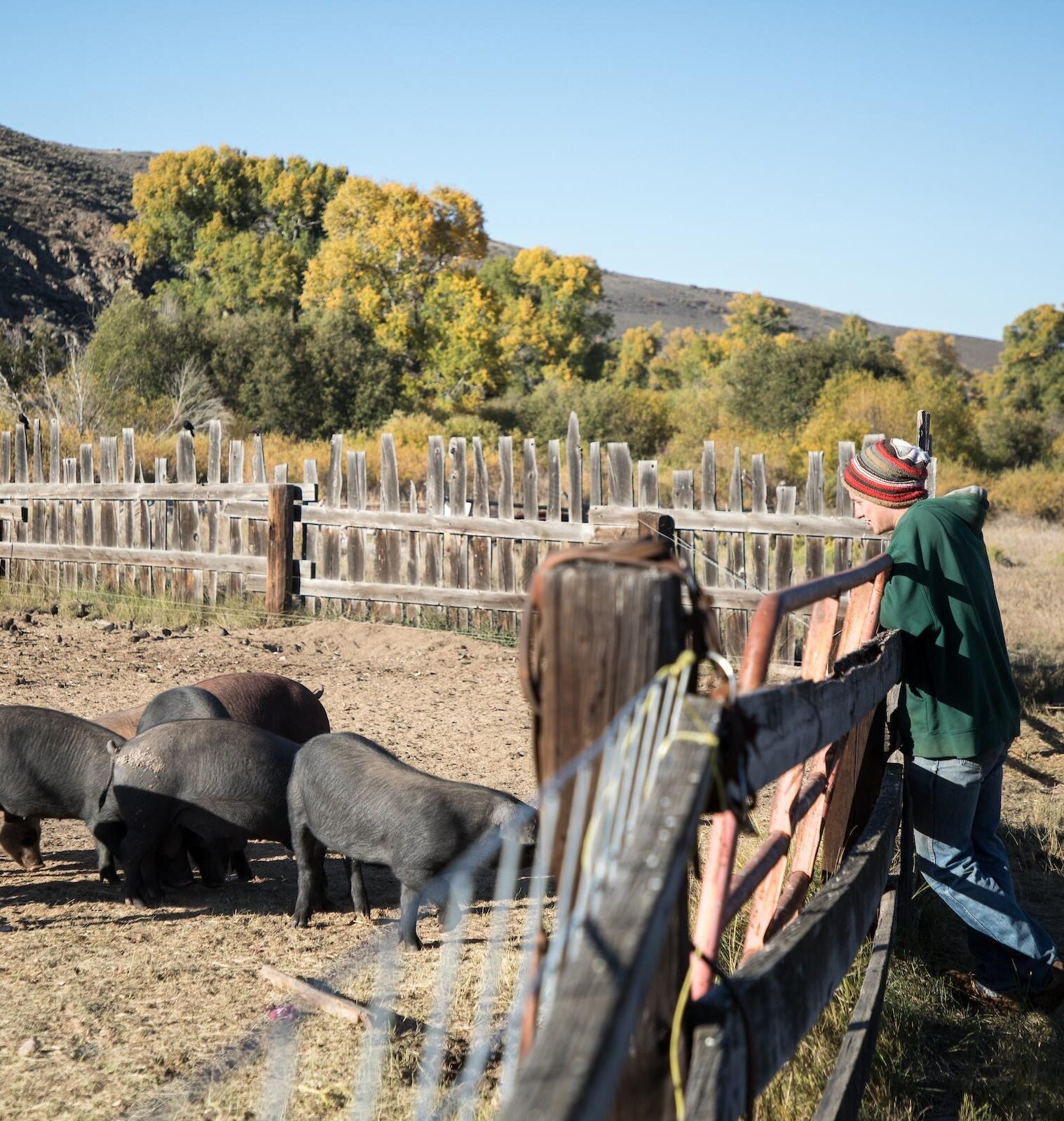 Pigs on a farm at Coldharbour Institute