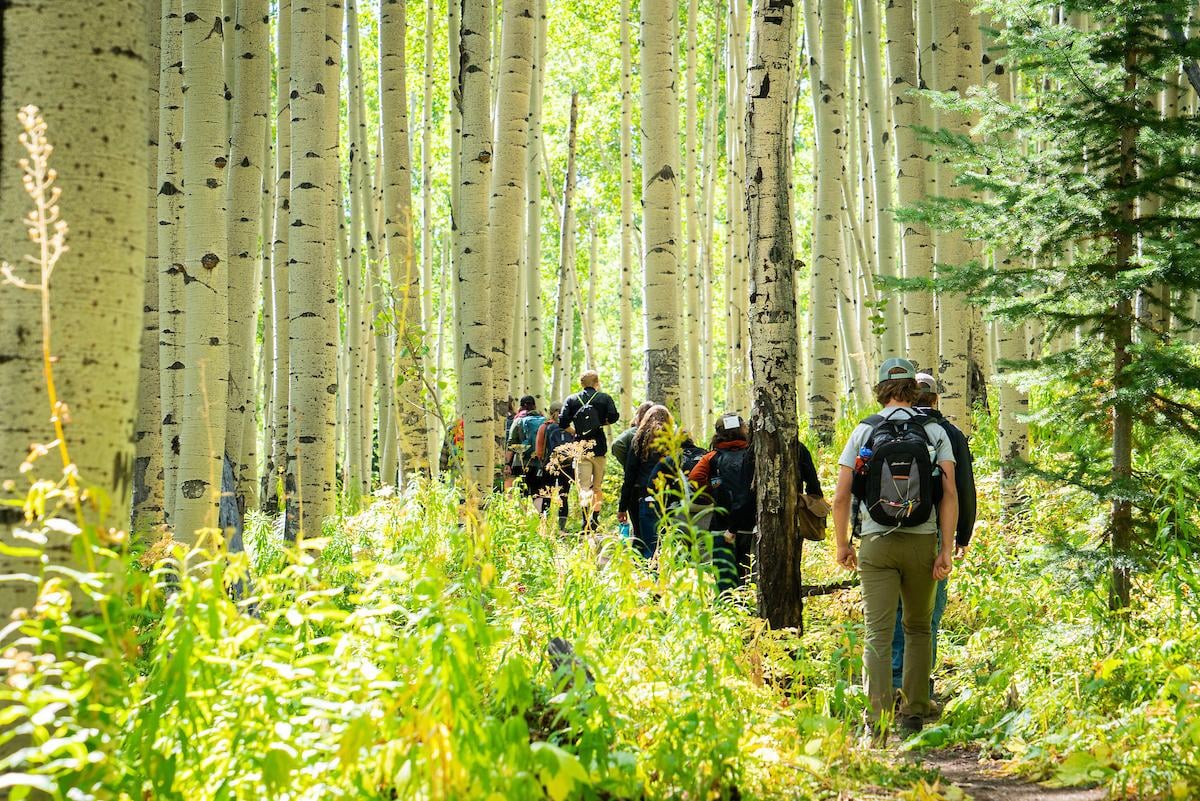 Students walk through a forest