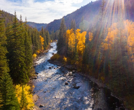 A mountain river surrounded by pine and aspen trees.