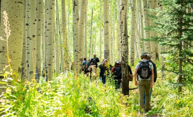 Several students hike through an aspen forest.