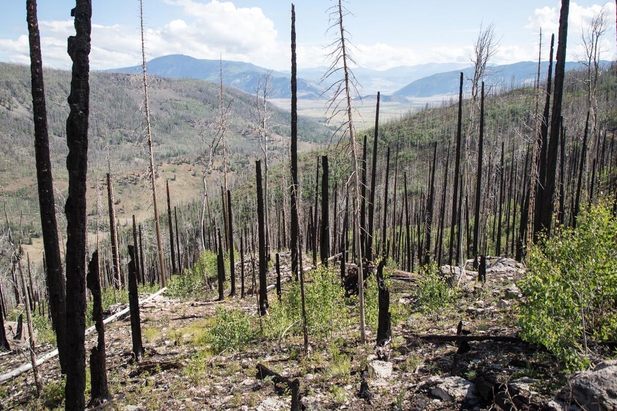 Research Shows Increased Wildfire Risk & Long-Term Ecological Change
