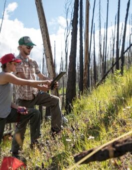 Fast-moving wildfires leave forests less able to recover, Western study finds