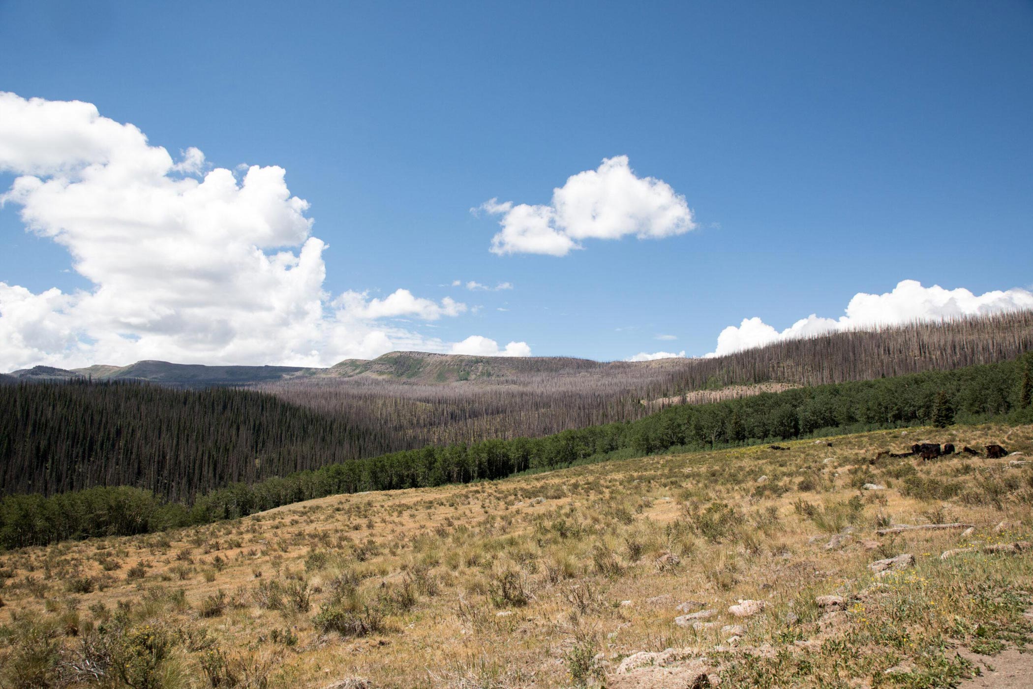 Faster Burning Fires Also Burn More Severely, New Research Shows