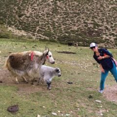 Christina Buchanan poses with yaks on a hill in the Himalayas.