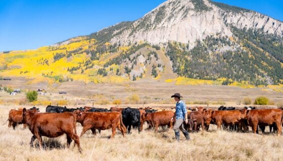 A graduate student wearing a cowboy hat walks among a herd of cattle on Verzuh Ranch during the fall. Mount Crested Butte can be seen in the background.