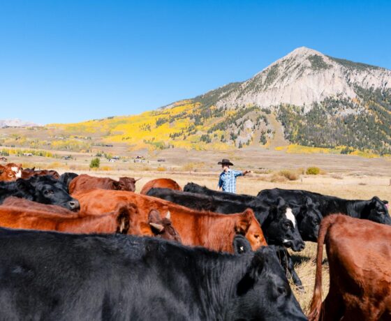 A graduate student points where the cattle need to move as they walk by him on Verzuh Ranch. Mount Crested Butte and peak fall colors can be seen in the background.