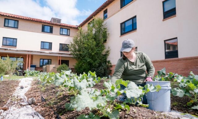 A MEM student weeds the Chipeta Garden. Chipeta Apartments can be seen in the background.