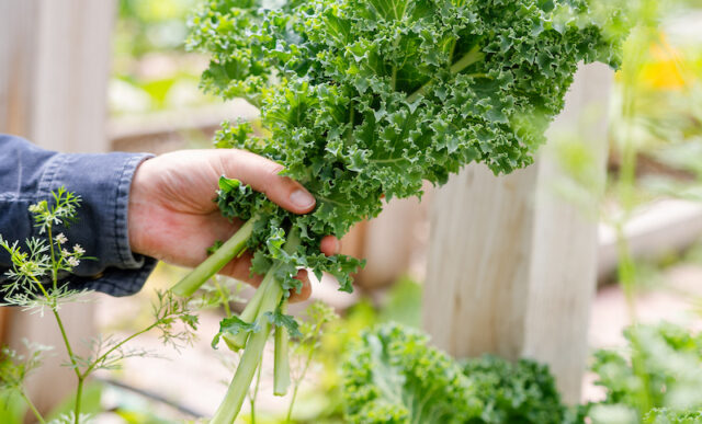 A student harvests kale from the Chipeta Garden.