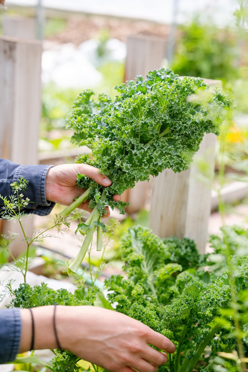 A student harvests kale from the Chipeta Garden.