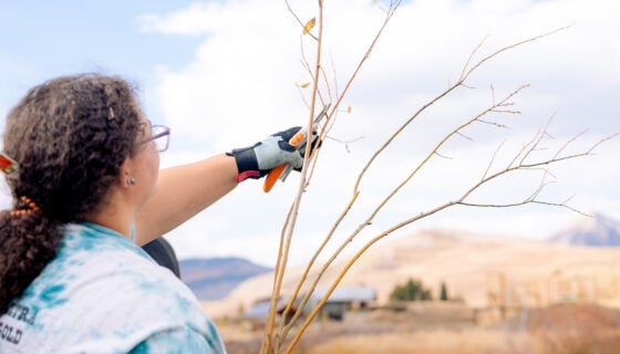 A student snips a willow branch on the bank of the Slate River.