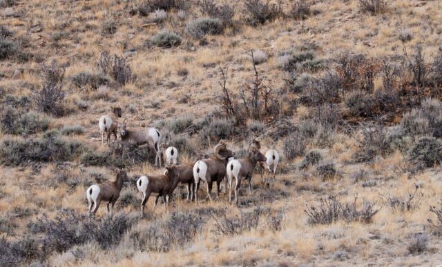 A photo of a ram big horn sheep hanging out with a group of ewes at the start of the rut near Blue Mesa Reservoir.