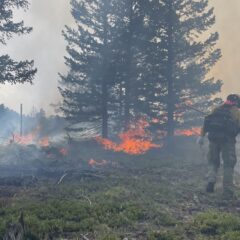 Dalton working at a forest fire.