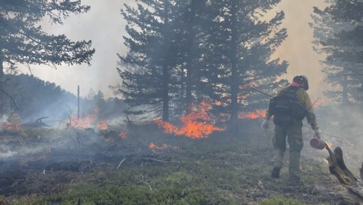 Dalton working at a forest fire.