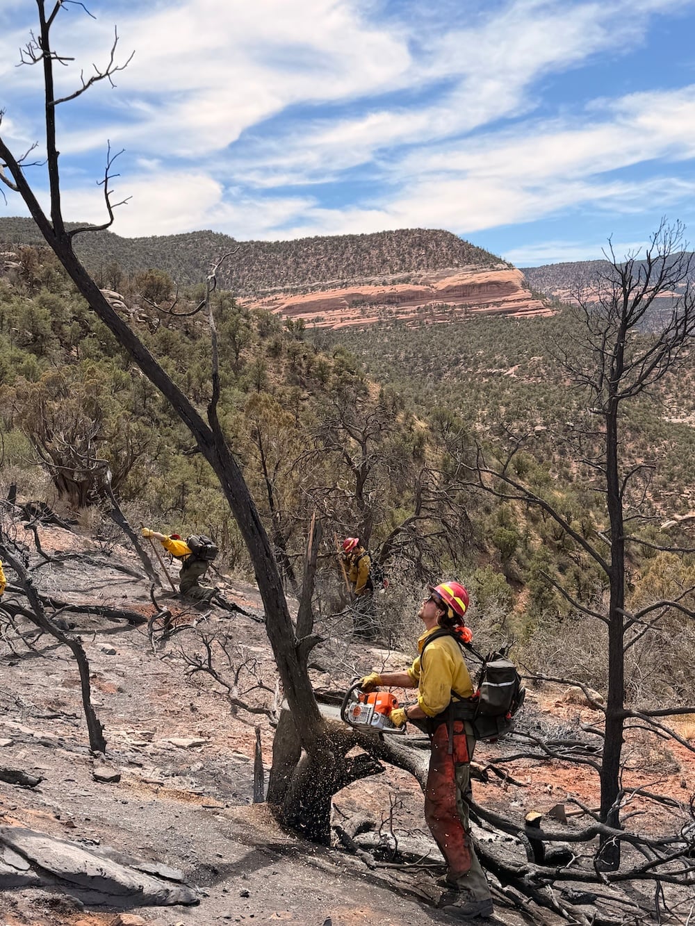 Dalton cutting down a burnt tree.