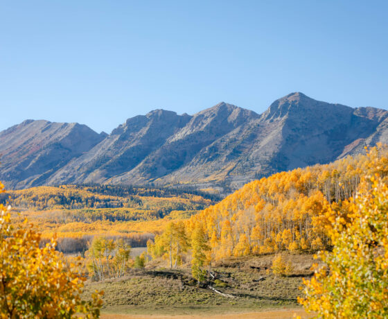 The Anthracite Mountain Range is surrounded by peak fall color aspens on a blue sky day.