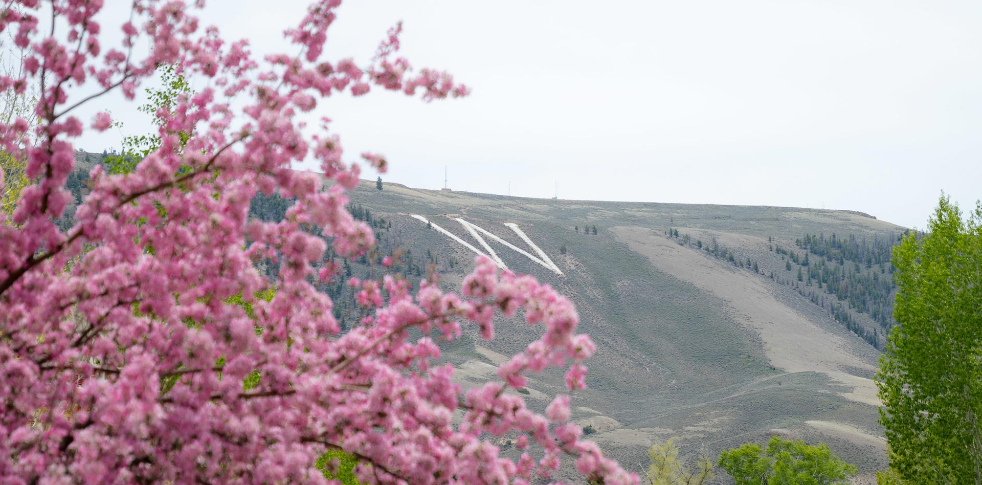 W Mountain with crab apple blossoms in the foreground