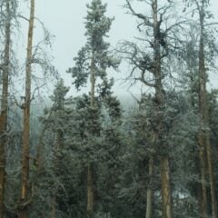 A few frost-covered trees stand apart from a dense forest.