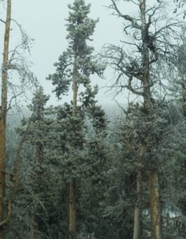 Low Snowpack Kindles More Severe Wildfires, Western Study Finds