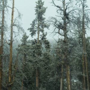 A few frost-covered trees stand apart from a dense forest.
