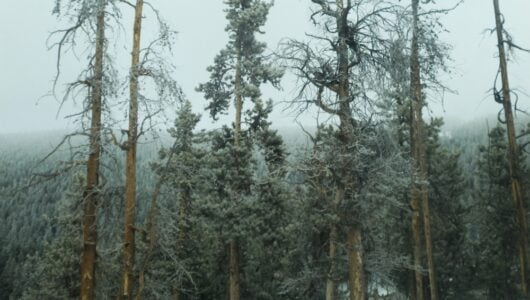 A few frost-covered trees stand apart from a dense forest.