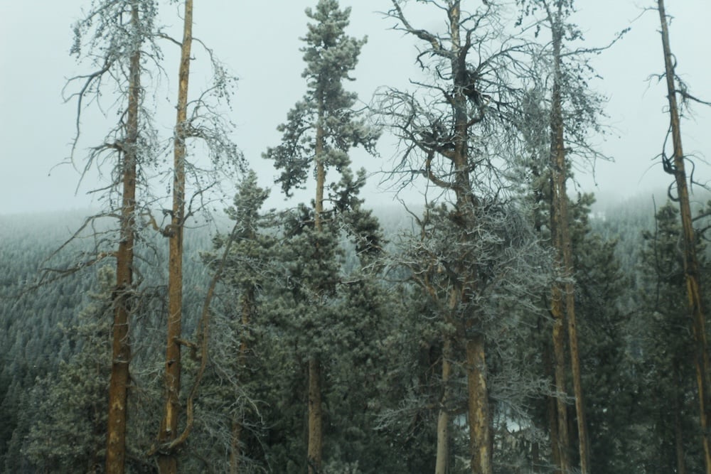 A few frost-covered trees stand apart from a dense forest.