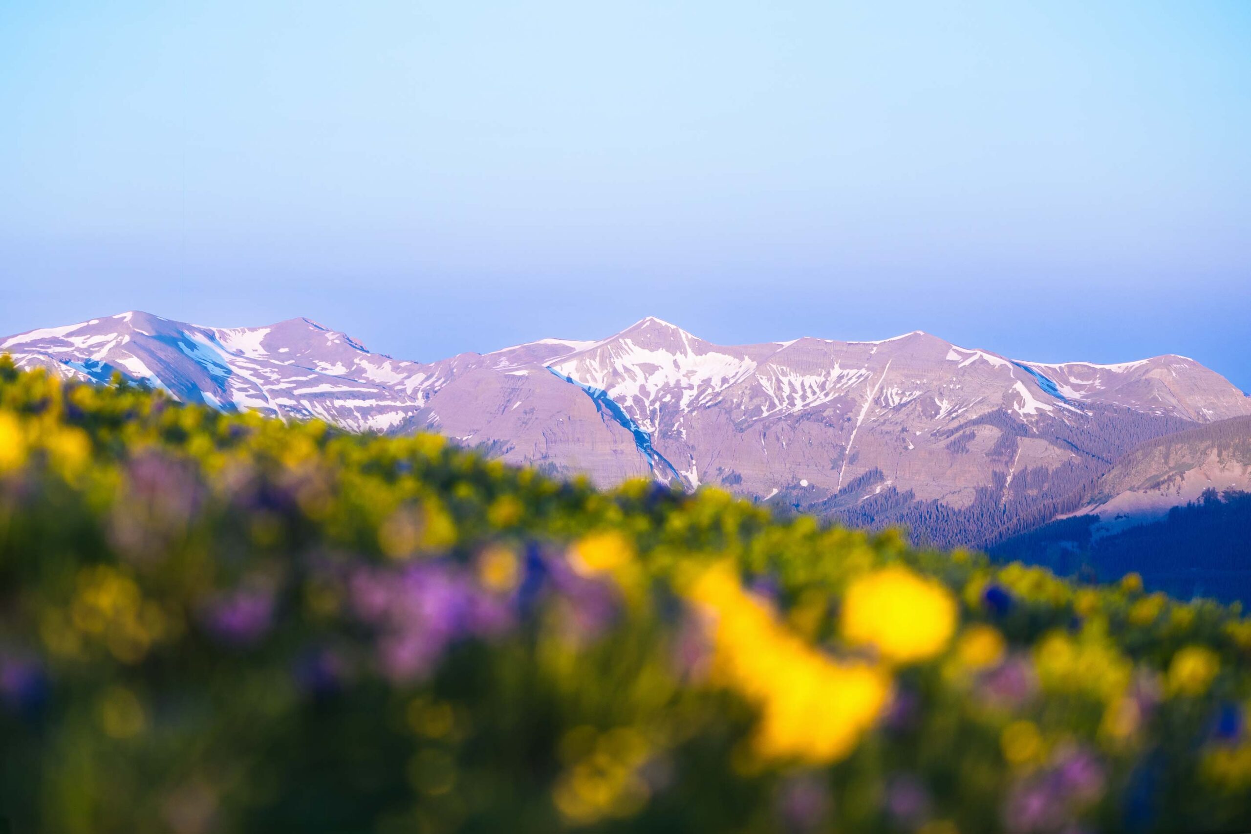 The West Elk Range at sunrise with wildflowers in the foreground.