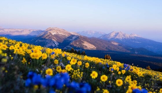 Wildflowers and mountain views at sunrise on top of Mt. Axtell.