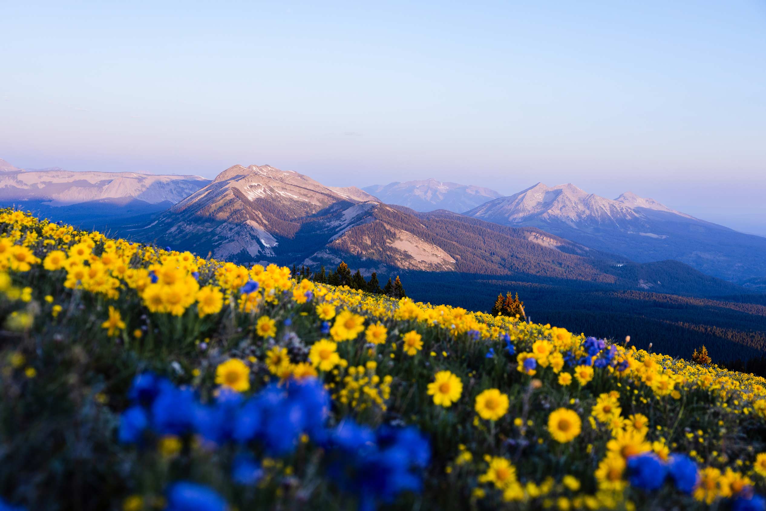 Wildflowers and mountain views at sunrise on top of Mt. Axtell.