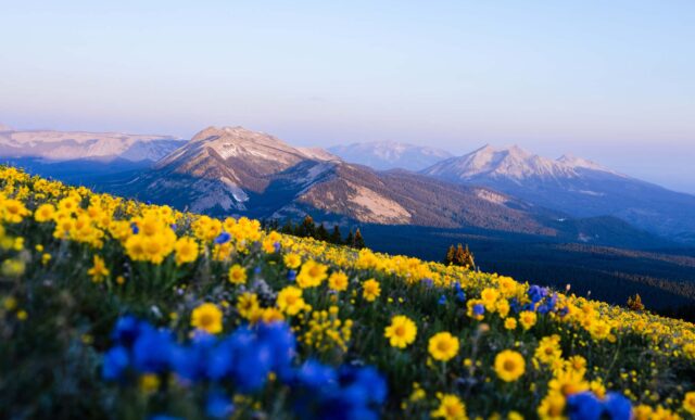 A vibrant field of yellow and blue wildflowers stretches across a mountain slope, with snow-capped peaks and dense forests visible in the distance under a clear sky.