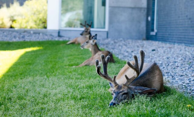 Three deer rest on a grassy lawn near a modern house, with the largest one in the foreground lying down with its antlers visible.