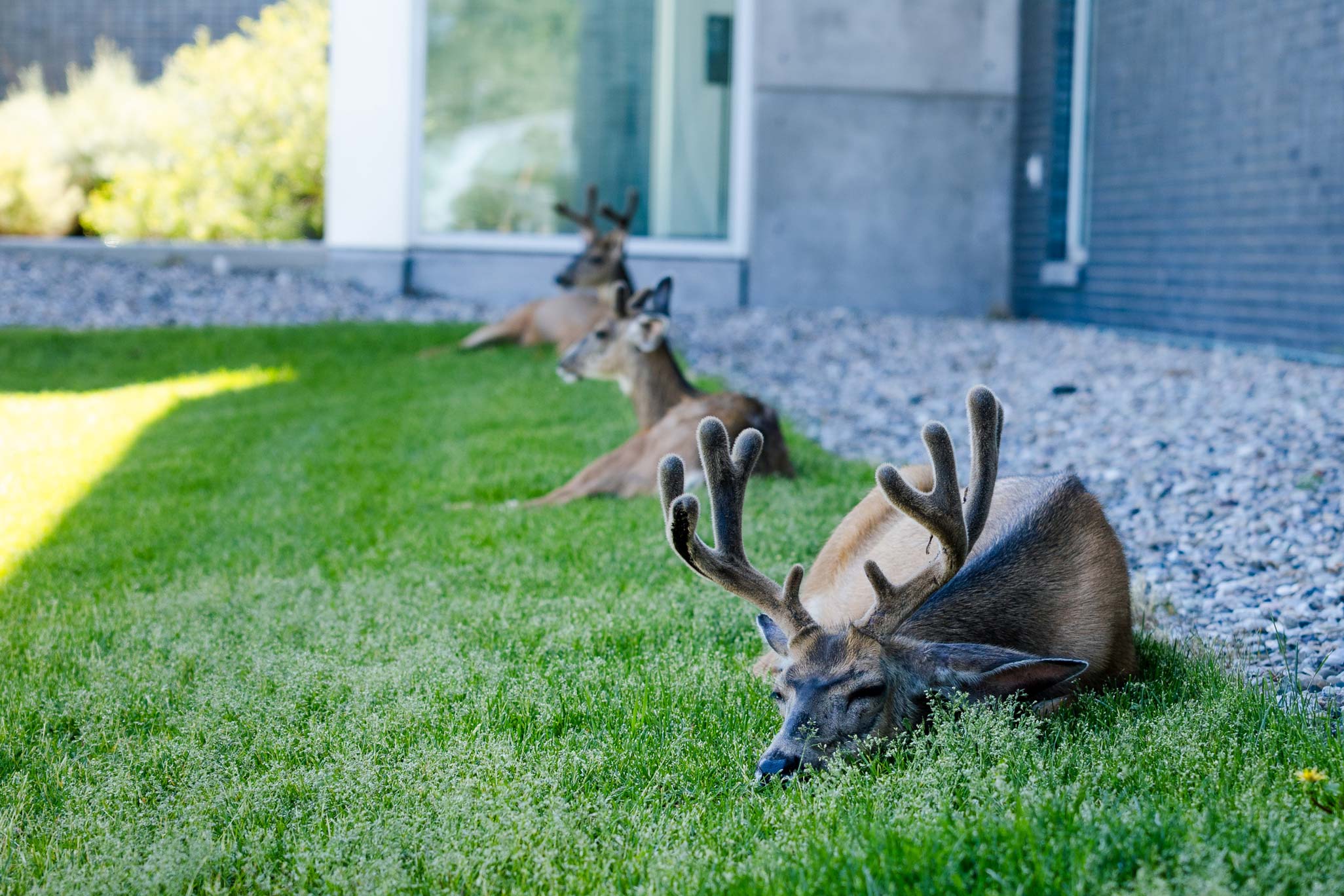 Three deer lay in the shade of the Rady building during the summer.