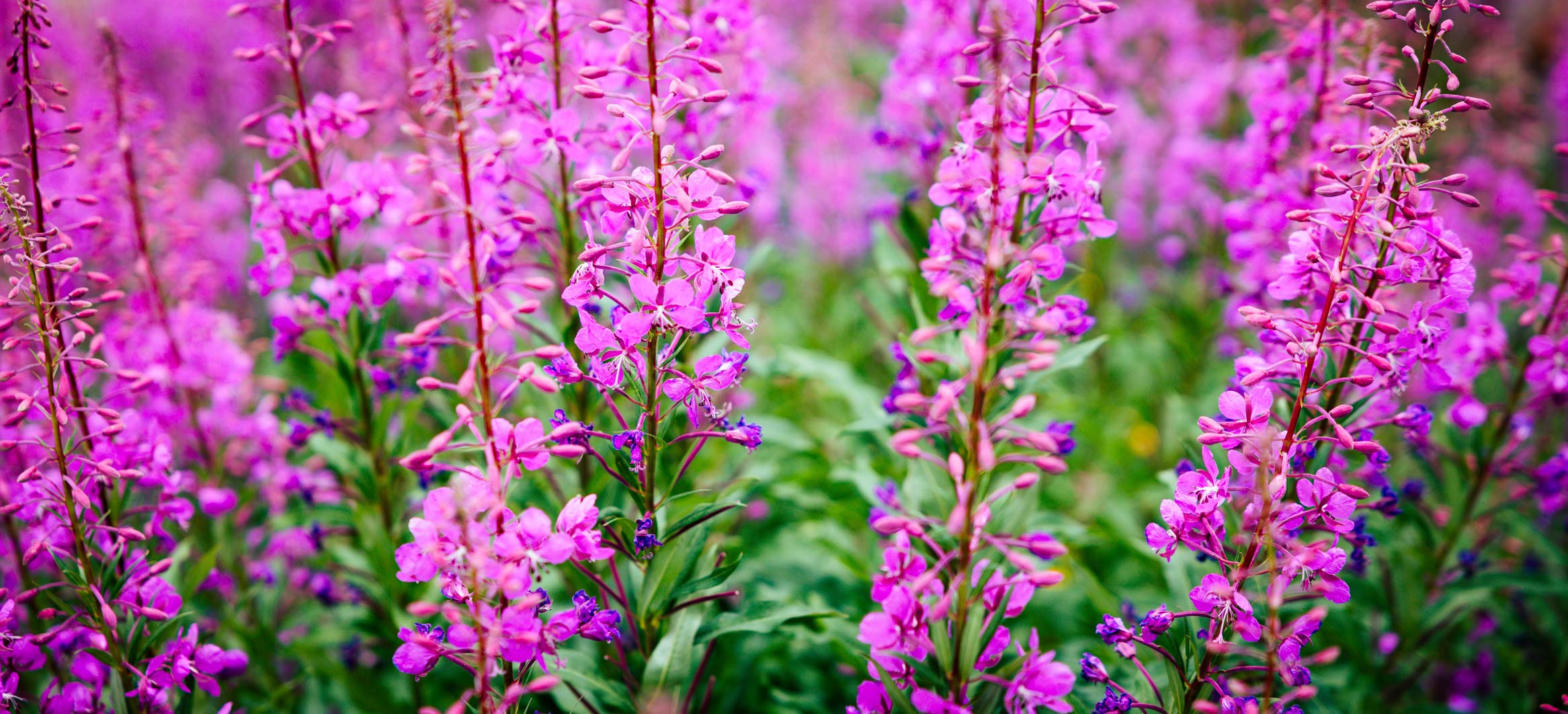 A field of fireweed wildflowers.