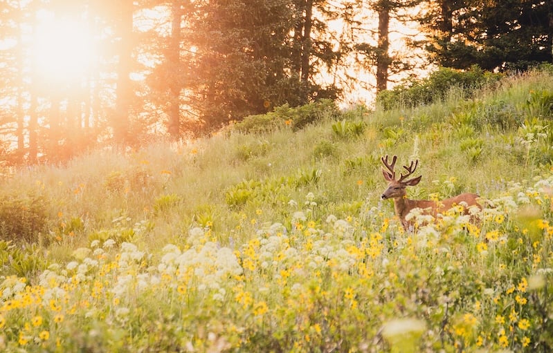 A deer in a flower field at sunrise