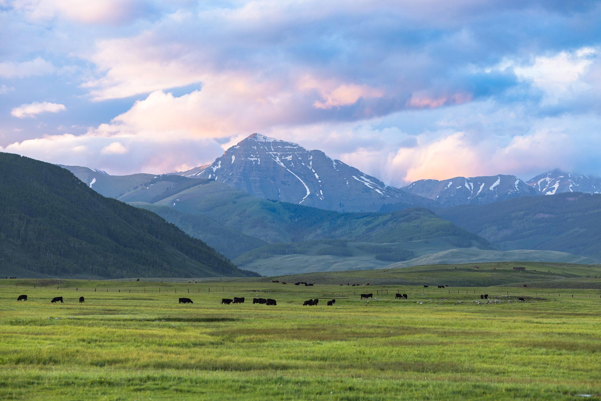 Cows graze in front of tall mountains in Crested Butte at sunset.
