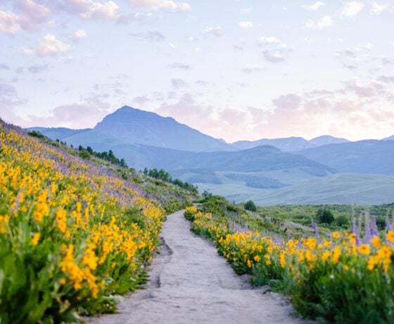 Teocalli Mountain at sunrise on the Brush Creek Trail with wildflowers.