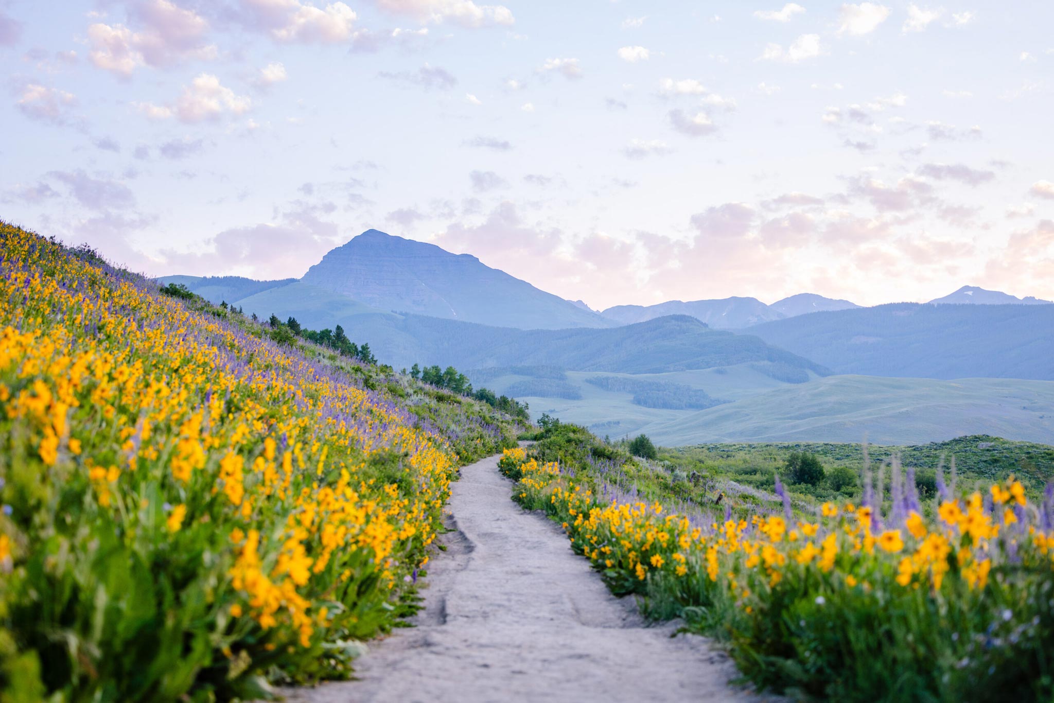Teocalli Mountain at sunrise on the Brush Creek Trail with wildflowers.