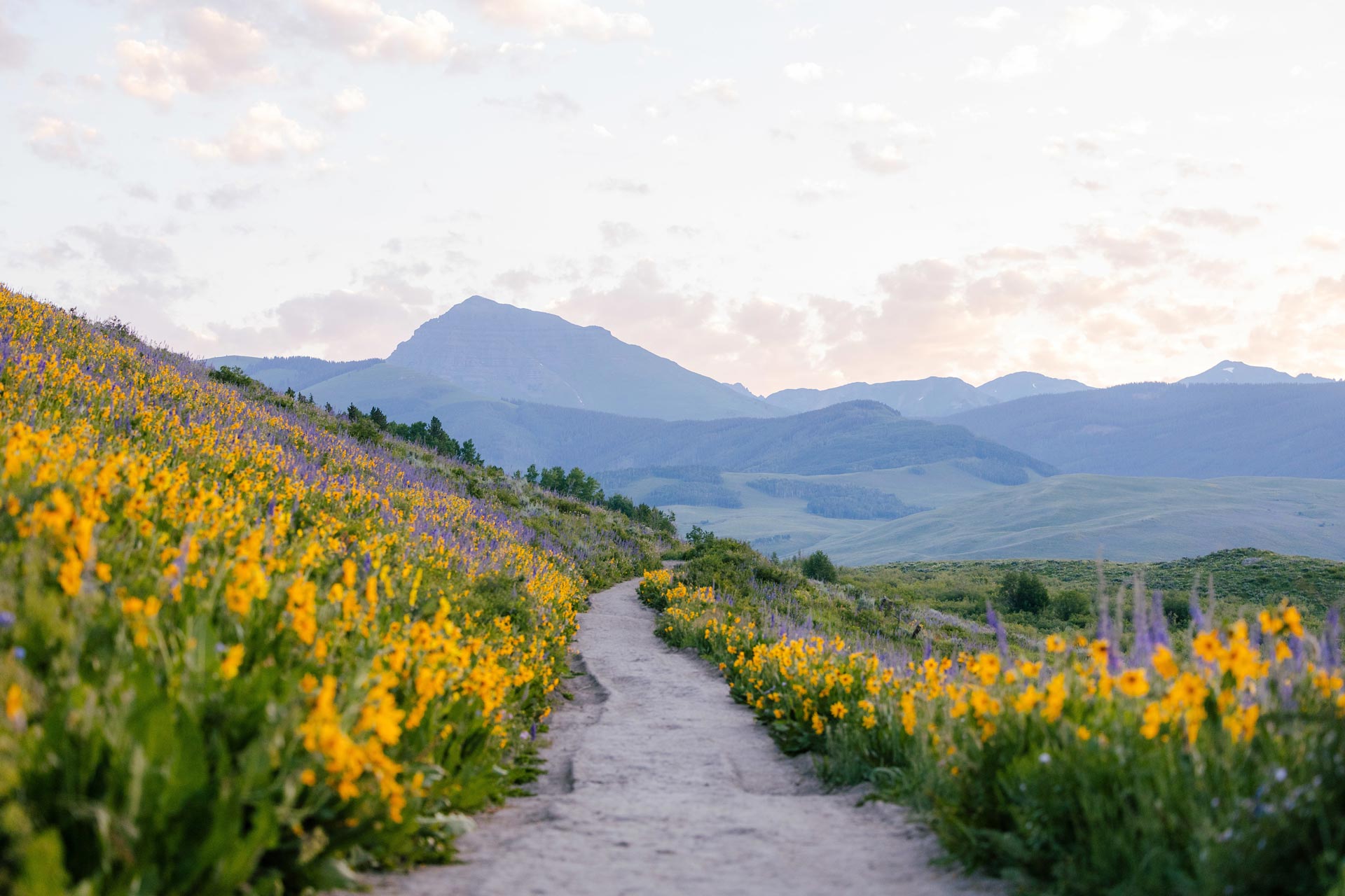 Teocalli Mountain at sunrise on the Brush Creek with wildflowers.