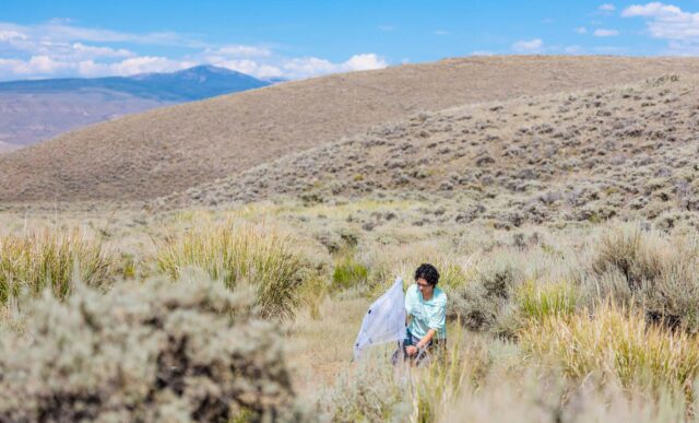 A student sets up a bug net to collect data on insect populations in a wet meadow restoration area.