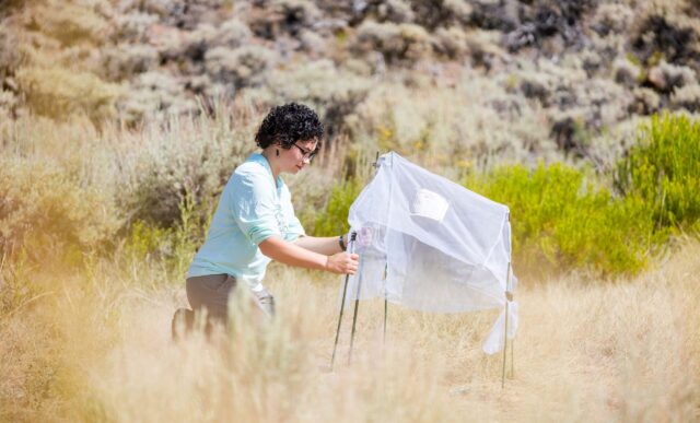 A student sets up a bug net to collect data on insect populations in a wet meadow restoration area.