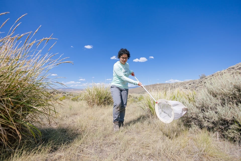 A student sweeps using a bug net in a wet meadow restoration area.