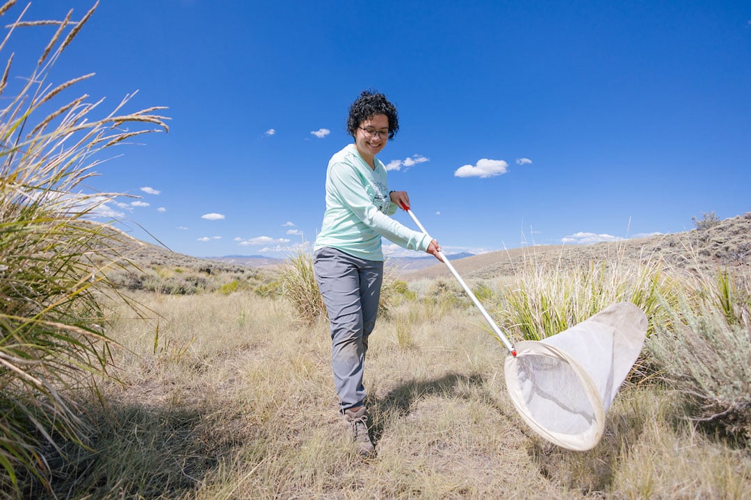 A student sweeps using a bug net in a wet meadow restoration area.