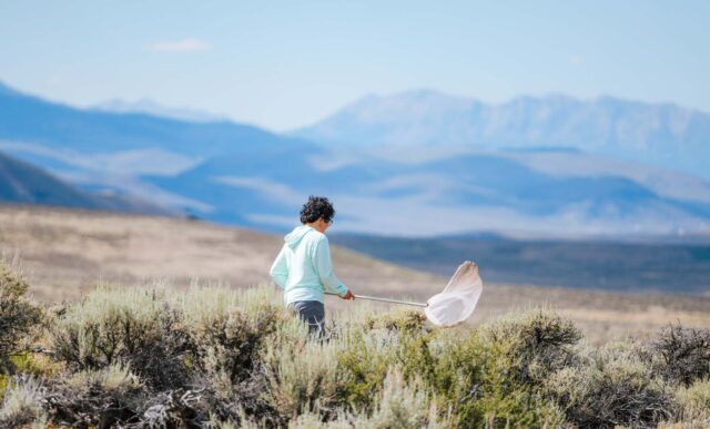 With the Anthracite mountains seen in the background, a student walks down a dirt road sweeping with a butterfly net.