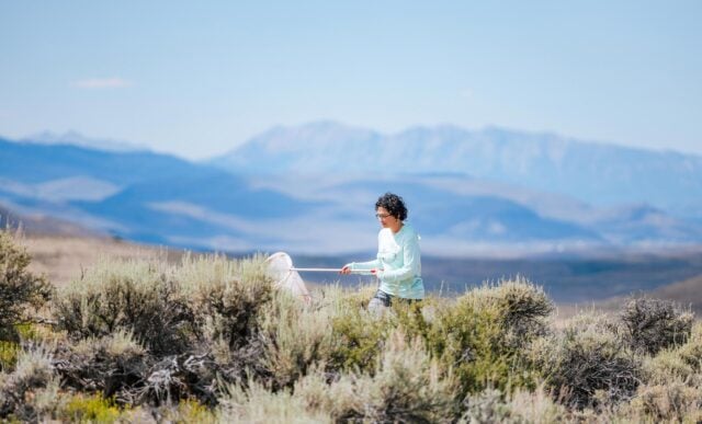 With the Anthracite mountains seen in the background, a student walks down a dirt road sweeping with a butterfly net.
