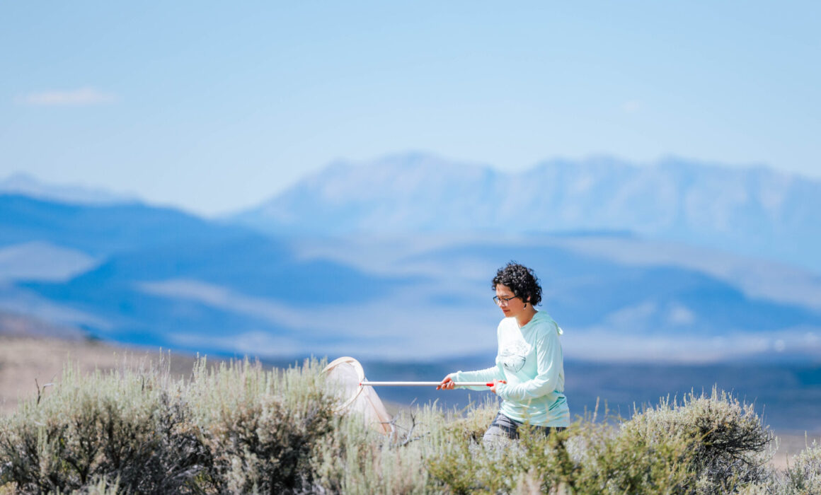 With the Anthracite mountains seen in the background, a student walks down a dirt road sweeping with a butterfly net.