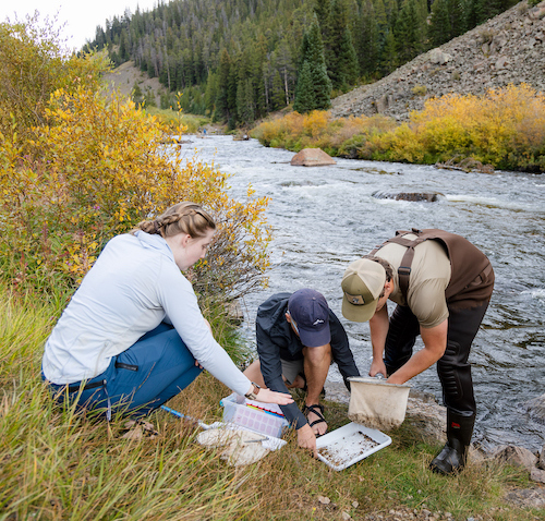 Students sample insect populations on the Taylor River.